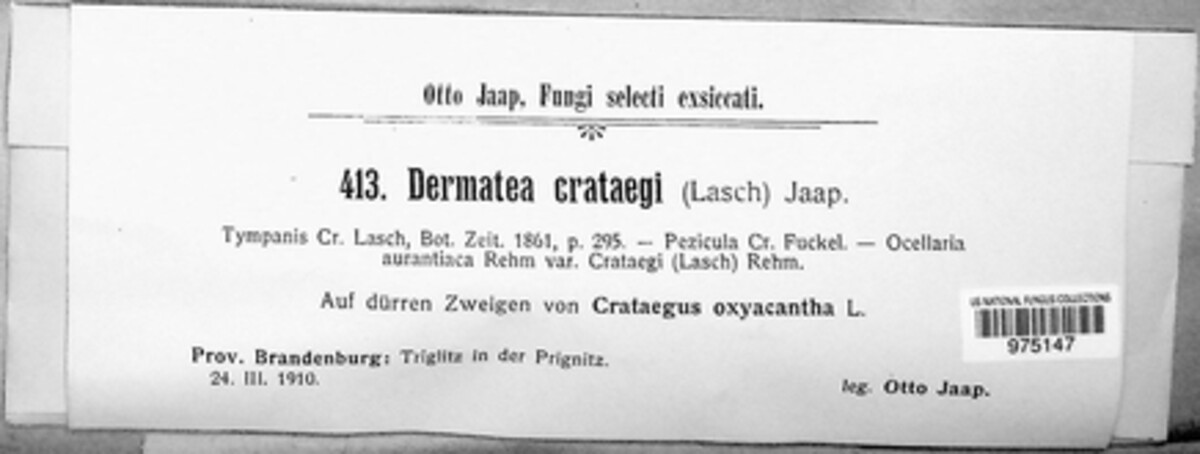 Dermatea crataegi image